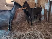 Cabra, Alpine goat — foto 2