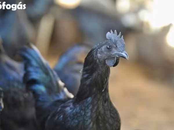 Ayam Cemani
