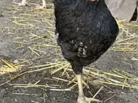 Chickens — fotografija 8