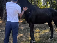 Pastuv, Russian warmblood — fotografija 1