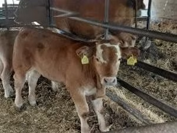 Bull, Cattle