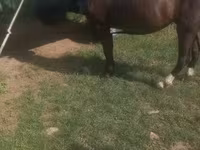 Égua, Cavalos — foto 2