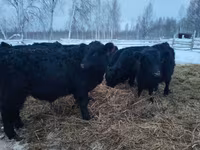 Krowa, Krowa gallowajska — zdjęcie 2