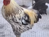 Chickens — الصورة 2