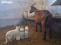 Ziegenbock, Alpine goat — Foto 3