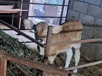 Сиыр, Swiss cattle — 7-сурет
