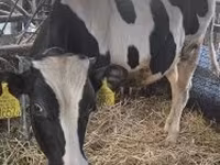 Bulle, Holstein-Rasse — Foto 7