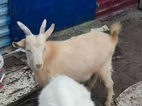 Koza, Kamori goats — fotografija 5