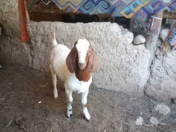 Ziegenbock, Boer goat