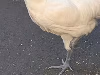 Australorp — fotografija 2