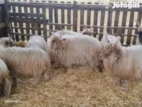 Carnero, Racka sheep — foto 2