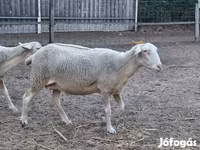 Ovca, Lacaune sheep — fotografija 5