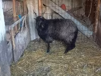 Қой, Ile-de-France sheep — 1-сурет