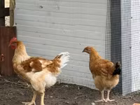 Chickens — Foto 3