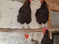 Chickens — الصورة 6