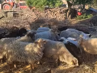 Ovelhas (lote, sexo não especificado), Dorper sheep — foto 1