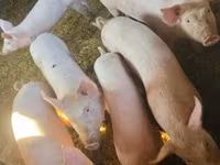 Eber, Schweine — Foto 6