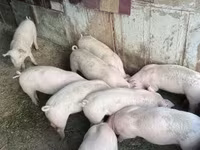 Cerdos (lote, sexo no especificado), Крупная белая — foto 1