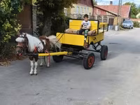Cavalo, Cavalos — foto 3