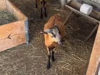 Carnero, Cameroon sheep — foto 6