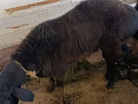 Қошқар, Қойлар — 4-сурет