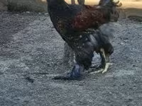 Brahma — foto 3