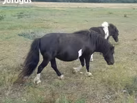母马, Horses — 照片 5