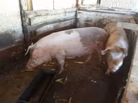 母猪, Pigs — 照片 3