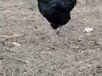 Chickens — 7-сурет