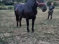 Kobyła, Konie — zdjęcie 3