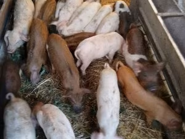 Свині (партія, стать не вказано),  — Угорщина
