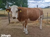 Krava, Simmental cattle — fotografija 7