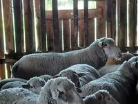 Qoç, Ile-de-France sheep — foto 3