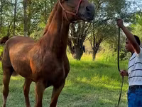 Kobila, Skyros Pony — fotografija 2
