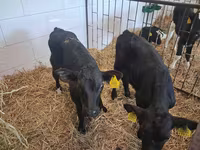 Byk, Simmental cattle — zdjęcie 4
