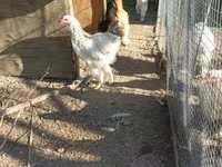 Brahma — Foto 2
