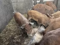 Cerdos (lote, sexo no especificado), Дюрок — foto 1