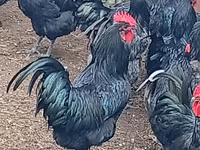 Australorp — photo 1