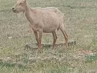 Boucs, Saanen goat — photo 1