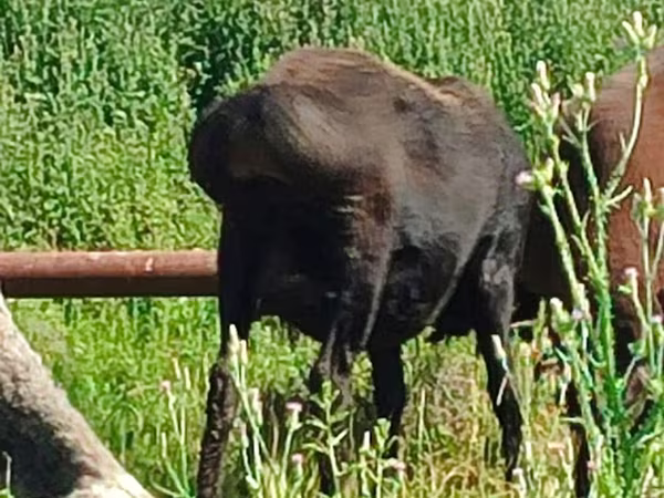 Ovelha, Arashan sheep