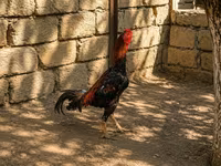 Plejmut Rok — fotografija 3