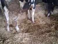 公牛, Russian Black pied cattle — 照片 5