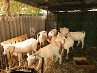 Koze (partija, pol nije naveden), Pomellata goat — fotografija 4