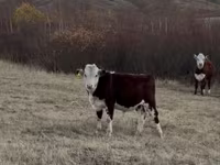 Byk, Kazachska białogłowa krowa — zdjęcie 1