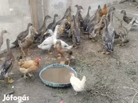 Ducks — Foto 4