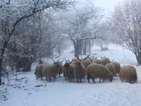 भेड़, Racka sheep — फ़ोटो 2