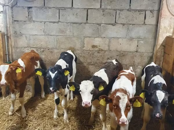 雄牛, Simmental cattle