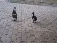 Indian Runner — zdjęcie 2