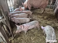 猪（批次，未指定性别）, Pigs — 照片 2
