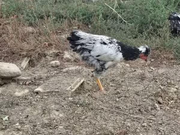 Chickens